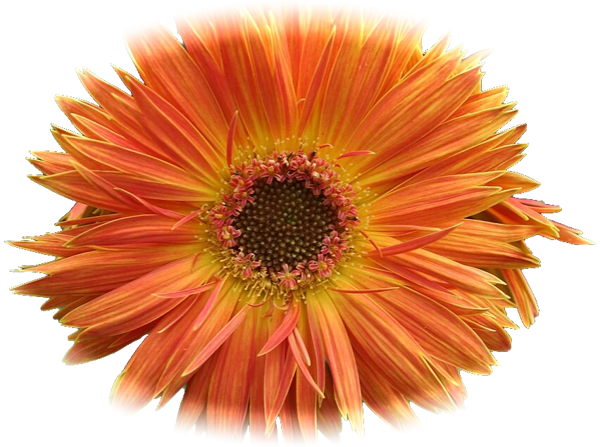 Gerbera orange, fleur fraîche